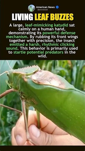 KATYDID WARNING CLICKS