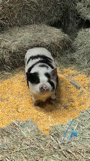 1.2K views · 56 reactions | Caught red-handed in the corn pit! | Long Mountain Meadows | Facebook
