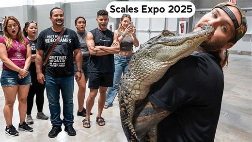 Watch what happens when a live alligator moves through a crowd