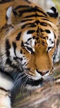 The Secret Behind a Tiger’s Stripes 🐯