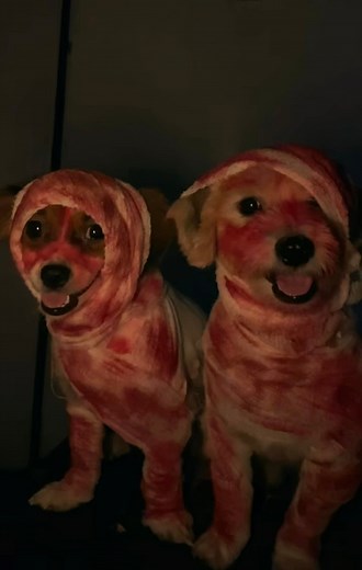 Boo buddies 👻🐾 | Jn Ny