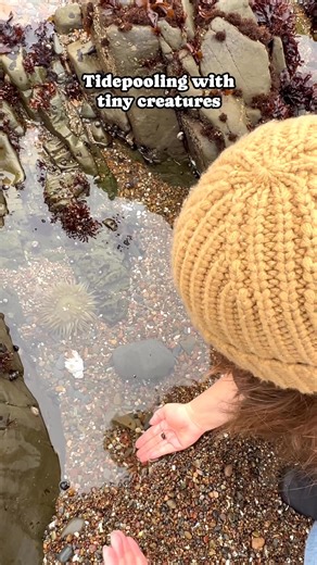 Tidepooling along the central California coastline — the perfect fall activity🐚 | Flyingdawnmarie