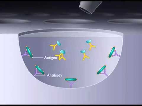 Principle of ELISA