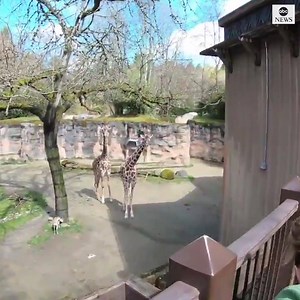 Porcupine goes on zoo adventure during coronavirus closure. https://abcn.ws/2yDUhuS | ABC News