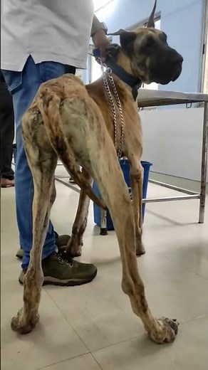 Great Dane Dog Mating #dog #dogs #greatdane #gentlegiant @GreatDaneCare@MichaelCoburn