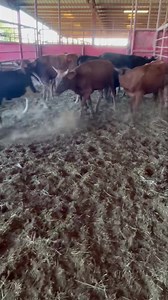 9K views · 33 reactions | ******SOLD****** 35 fresh Corriente heifers, large majority solids 100% pure Corriente, stout frame and bone, good horn and base Ranch raised, wormed, vaccinated, and on feed Also have a set of 35 potential heifers that can be added Call for pricing Located in Marlin, TX Delivery available 936-524-3056 | Hoffmann Cattle Co. | Facebook