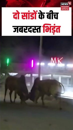 Bull Viral Video : दो सांडों के बीच जबरदस्त भिड़ंत | N18S | shorts