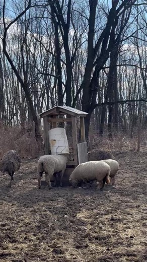 Do I have any contacts with access to a larger food grade drum for the emu feeder?? 🙄 Patsy is lucky she’s loved… the drum I’m using is just too small for the feeder and Patsy (and Maggie🫏) can manhandle this way too easily. Poor emus. 🦩 | Mayville Farm