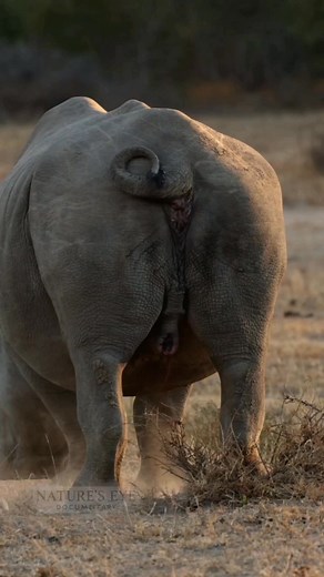 501K views · 2.1K reactions | When nature calls… you answer, anywhere, anytime!  Caught in the act, this rhino isn’t shy about keeping the savannah hydrated!  #SavannahRelief #NatureUnfiltered #TsavoMoments #RhinoRealness #WildAndFree #NaturesEyeDocumentary #bushbusiness | Nature's Eye Documentary | Facebook