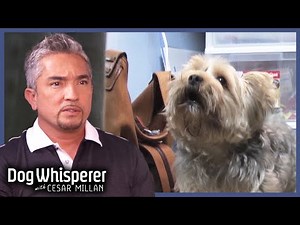 Anxious Yorkie Won't Stop Barking And Biting | Dog Whisperer With Cesar Millan