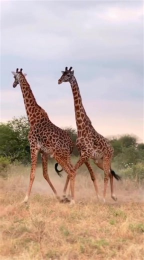 Giraffe is one of the fascinating animals in the wild. | Nature's World | Facebook