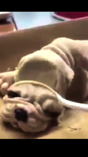 comedy dog videos dog cake cut #viral #shortsfeed