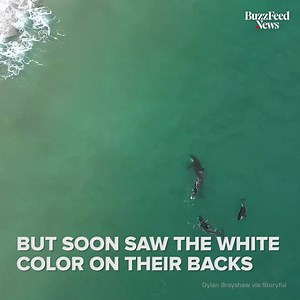 6.2M views · 30K reactions | Three orca whales joined this woman swimming in what she called "a life-changing experience"  | BuzzFeed News | Facebook