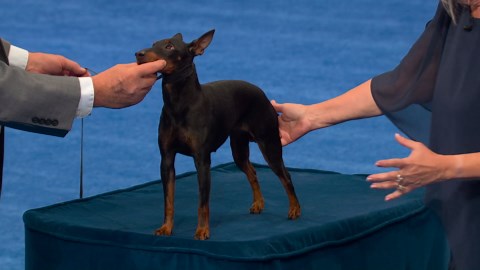 2025 NDS: Toy Manchester Terrier