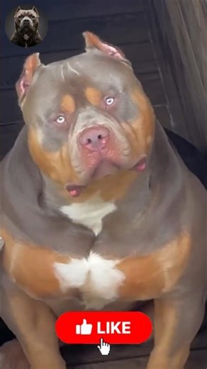 Insane Dog Transformations 🐾🔥 | Giant Puppy Glow Ups #Shorts #MegaMutts