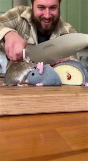 Mouse Reacts Hilariously to Tiny Cake! 🐭🎂 #Mouse #FunnyAnimals #ViralShorts