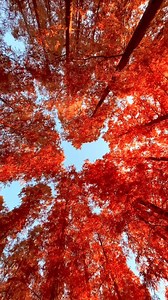 2.4K views · 153 reactions | Autumn Magic in Mizumoto Park’s Metasequoia Forest  #MizumotoPark #MetasequoiaForest #AutumnInJapan #FallColors #AutumnVibes | Adventure ni kap | Facebook