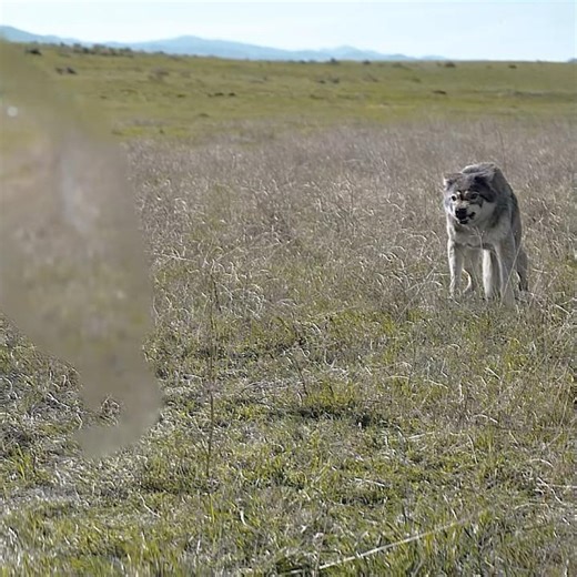 👽 Predator vs. Lone Wolf | Prey (2022)