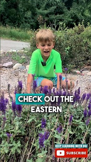 🧐Do bumblebees make honey? 🍯 🐝 #beefact #bugfact #learnwithme #factsforkids #educational #nature