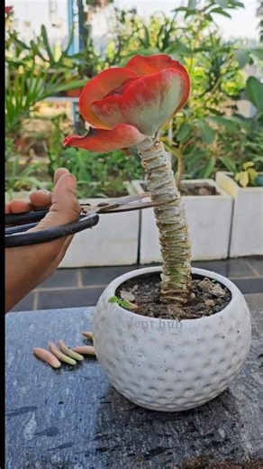 Giving this old Flapjack a new life. Repot, refresh, regrow.#succulent #Flapjack #plants