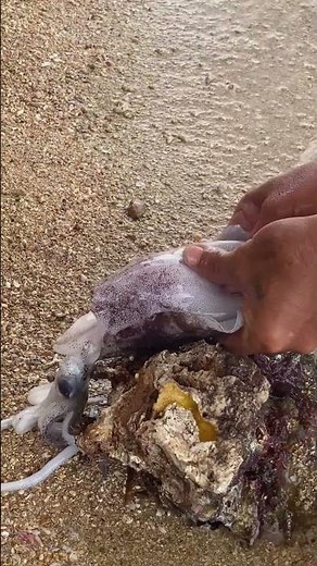 What’s REALLY Inside a Cuttlefish? 🦑