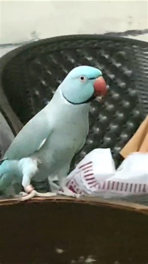Prince Chatty Boy Kiwibeta Talking Parrot 👑