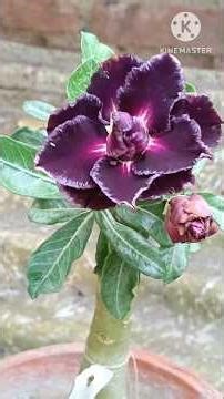 Desert Rose