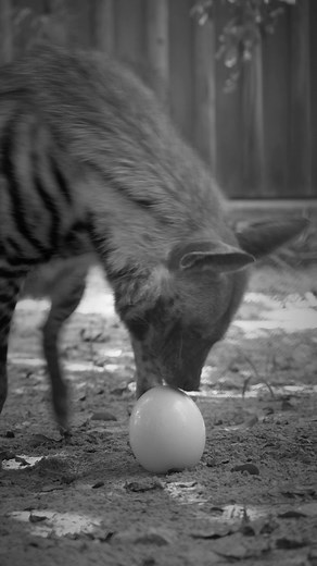 3.5K views · 95 reactions | Hyena vs Ostrich egg 讀Hera, our striped hyena, got a special enrichment item recently and had some fun figuring out how to open it! Fun fact: one ostrich egg is the equivalent of 24 chicken eggs!  | Naples Zoo at Caribbean Gardens | Facebook