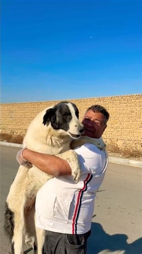 Feeding Hungry Stray Dogs in the Streets 🐶❤️ | Dog Rescue Moment