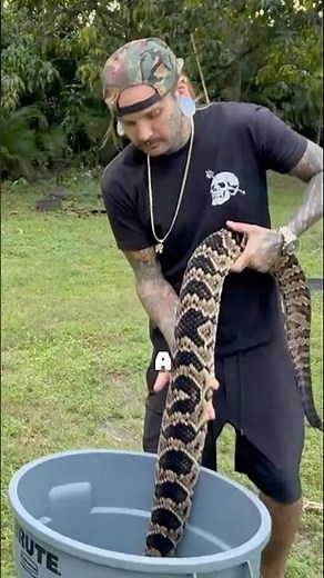 World’s Largest Rattlesnake HYBRID #shorts #snake