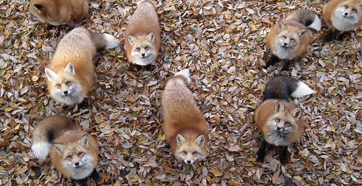 Fox Village In Japan Is Probably The Cutest Place On Earth