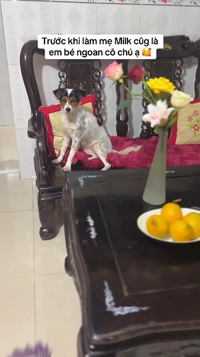 Em là bé ngoan # @ | Phà Ca Nguyễn