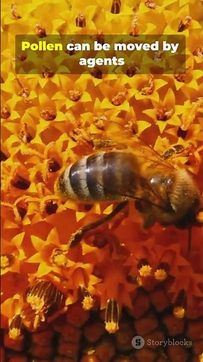 Pollination #process of pollination#Agents#suneffect #class7#ncertsolutions