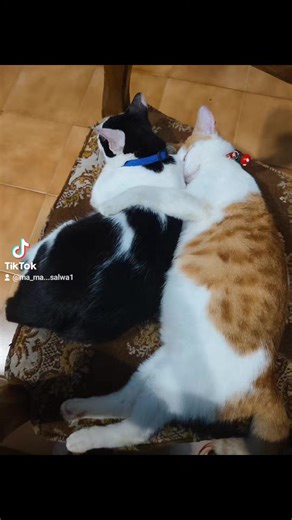 mama salwa (@ma_ma...salwa1)’s videos with original sound - Alisha Khan