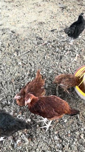 Coryza in Chickens Symptoms | Infectious Coryza in Poultry | Poultry Diseases