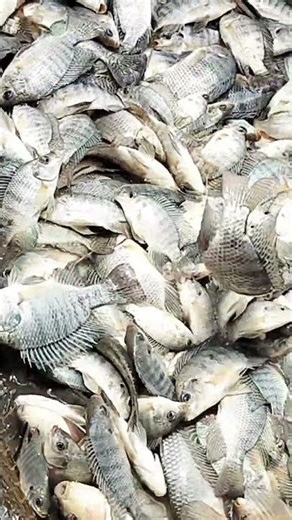 Types of fish #types of fish#fish #fishing #biology #viral #viralvideo #anatomy