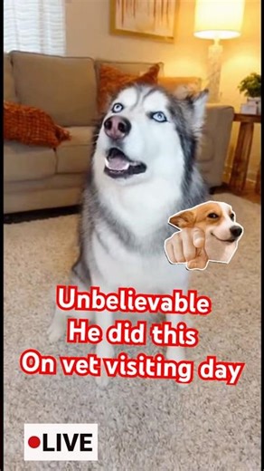 This Huskey did this on his vet visiting day🫣🫣 Unbelievable