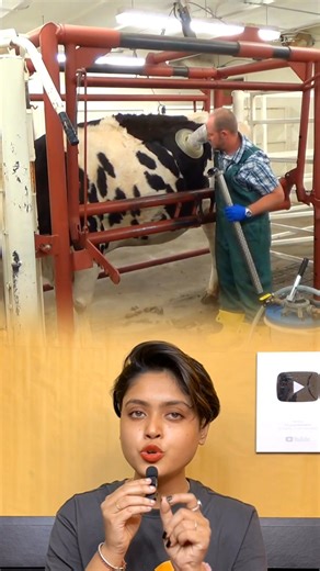 গোরুর গায়ে ছিদ্র করার কারণ