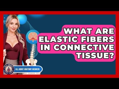 What Are Elastic Fibers In Connective Tissue? - All About Anatomy Answers