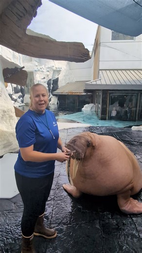 8.4K views · 276 reactions | To kick off Walrus Awareness Week, we're...