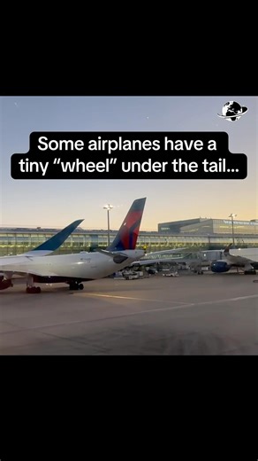 That tiny “wheel” under the tail