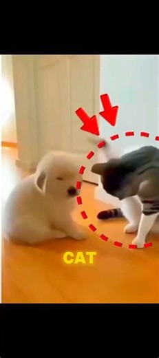 cute puppy🥹#bigguy