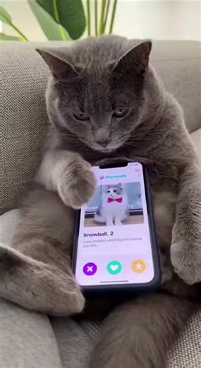akibat kecanduan aplikasi dating #funny #cat #fyp #viral