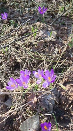 Carpet of crocuses & Hardtail Magic - Orbea Laufey 🚵🔥🤘💜