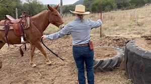 The way you control a mule is by controlling his/her feet and the better and more refined control you have of their feet the more control you have of their mind, attention and where they’re focus is. Also, the release is a lot more effective teaching tool than the pressure is. Your timing of the release is all important. | Spotlight Daily