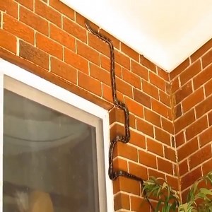15K views · 263 reactions | The snake's ability to cling to the wall is terrifying | Wild World | Facebook