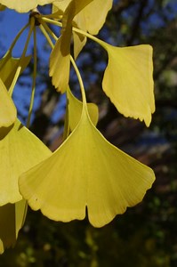 Ginkgoes