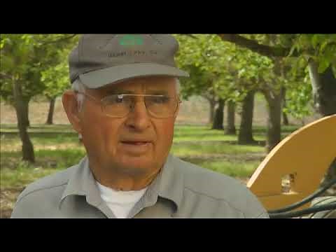 Basic information about budding and grafting walnuts - UCANR