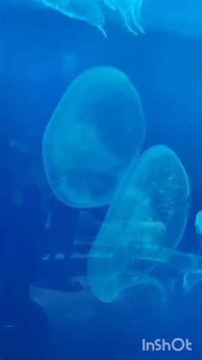 Nature’s living lava lamp. 🌊 #jellyfish #marinelife #fun #ocean #beauty