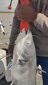 Fish of the day! | Muddy River Catfishing Guide Service